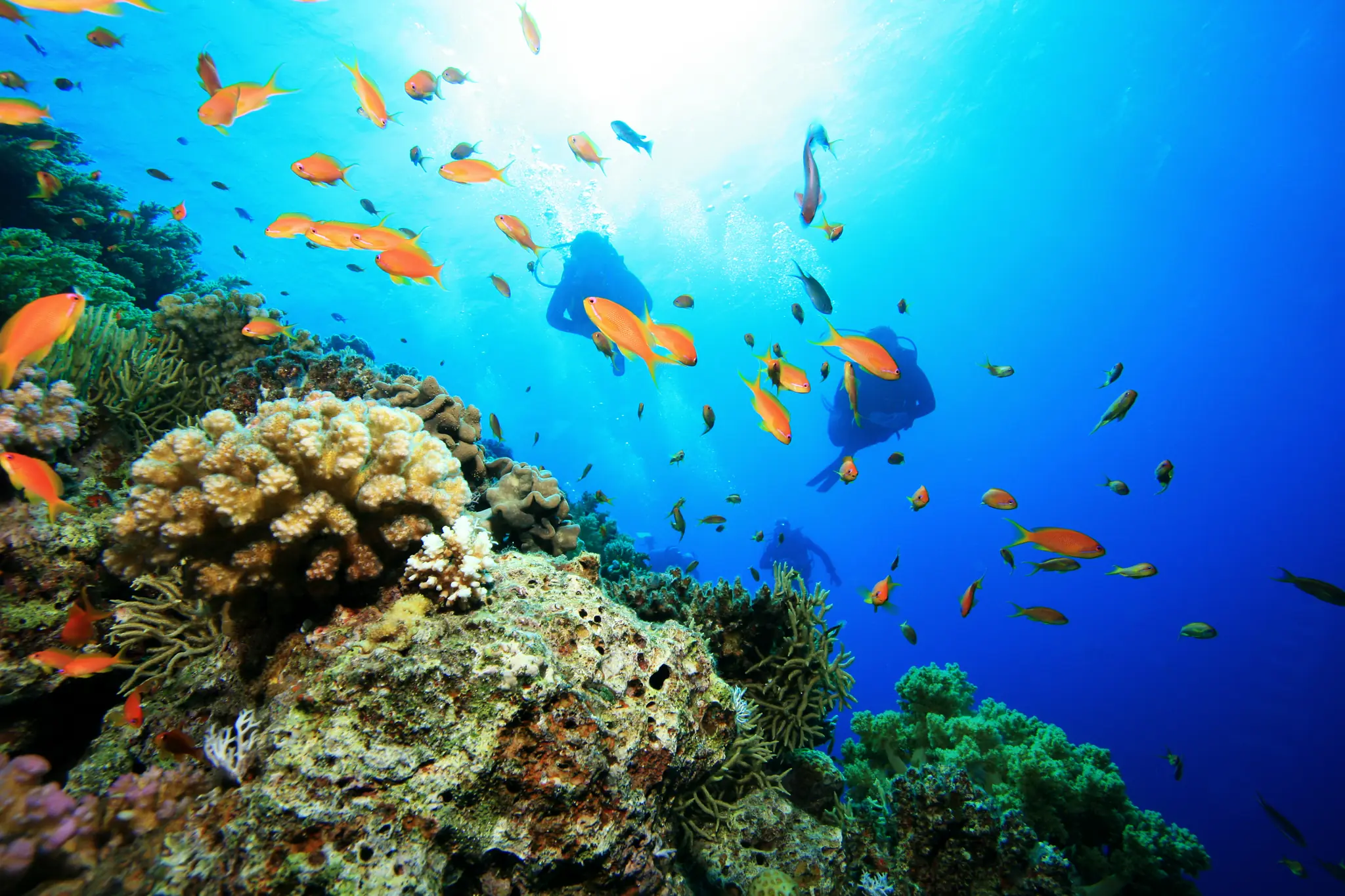 healthy coral reef in blue water